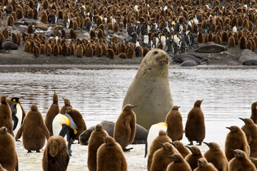 UK Territory, South Georgia Island, St. Andrews Bay. Bull elephant seal looms over king penguin...