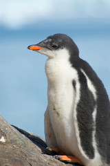 Fototapeta na wymiar Antarctica. Neko Harbor. Gentoo Penguin (Pygoscelis papua) colony. Penguin chick.