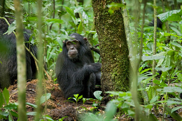 Africa, Uganda, Kibale National Park, Ngogo Chimpanzee Project. A wild juvenile chimpanzee listens...