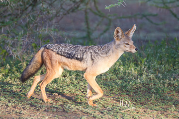 Paw raised, black-backed jackal walks through the jungle, profile view, Close-up, Ngorongoro Conservation Area, Tanzania