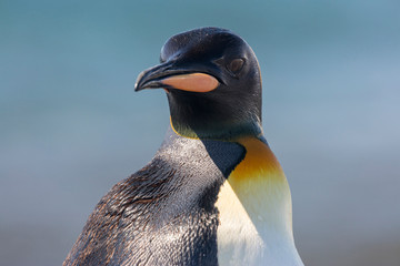 South Georgia Island, Salisbury Plains. King penguin portrait. Credit as Josh Anon / Jaynes Gallery / DanitaDelimont.com