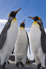 Fototapeta na wymiar UK Territory, South Georgia Island, St. Andrews Bay. Close-up of three king penguins. 