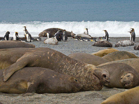 UK Territory, South Georgia Island, St. Andrews Bay. Bull elephant seal mates with one of his harem females on beach. 