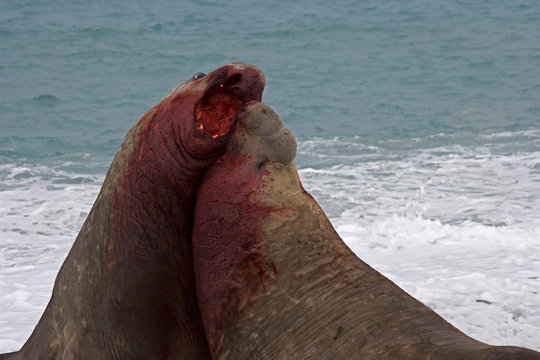 UK Territory, South Georgia Island. Two Bull Elephant Seals Fighting For Dominance In Beach Surf. 