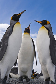 UK Territory, South Georgia Island, St. Andrews Bay. Close-up Of Three King Penguins. 