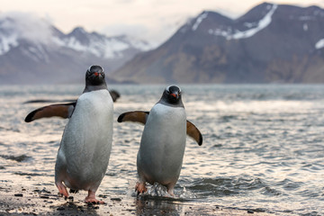 Obraz premium South Georgia Island, Moltke Harbor. Gentoo penguins emerge from water. Credit as Josh Anon / Jaynes Gallery / DanitaDelimont.com