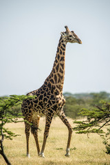 Africa, Giraffe