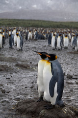 South Georgia Island, Salisbury Plain. Second largest king penguin colony in South Georgia (wild: Aptenodytes patagonicus)
