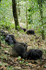Fototapeta premium Africa, Uganda, Kibale National Park, Ngogo Chimpanzee Project. Resting on a forest path, a group of chimpanzee take time for friendly grooming sessions.