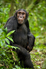 Africa, Uganda, Kibale National Park, Ngogo Chimpanzee Project. A young adult chimpanzee listens and waits for the chimps he has been traveling with to rejoin him.