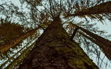 The trunk of the pine tree