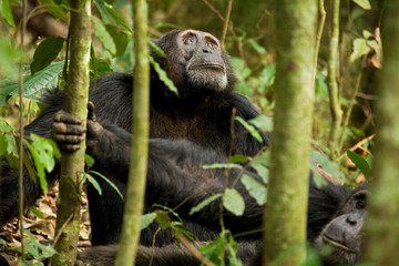 Africa, Uganda, Kibale National Park, Ngogo Chimpanzee Project. Male chimpanzees look up with interest at an estrous female above.