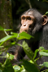 Obraz premium Africa, Uganda, Kibale National Park, Ngogo Chimpanzee Project. Adolescent male chimpanzee, Django.