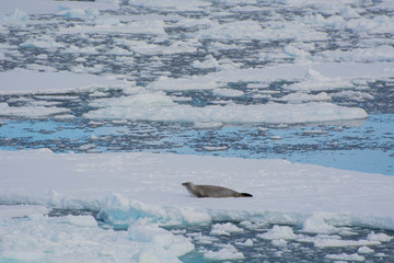 South of the Antarctic Circle, near Adelaide Island. The Gullet. Crabeater seal (Lobodon carcinophagus) on an ice floe.