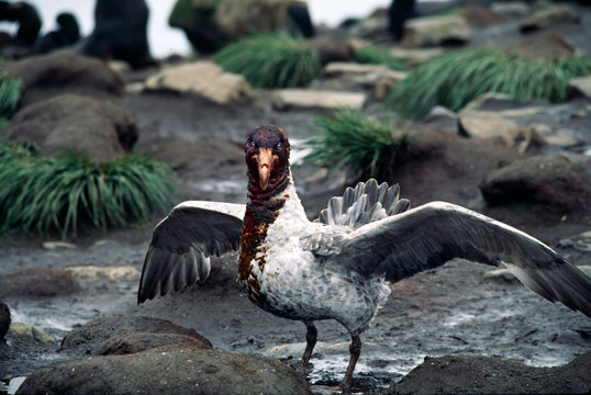 Southern Ocean, South Georgia Island. A Southern Giant Petrel (Macronectes giganteus) in a courtship display