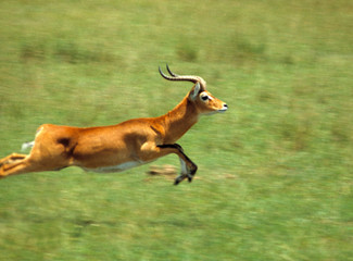 Africa, Uganda, Murchison Falls NP. This Uganda kob bounds to safety in Murchison Falls National Park, Uganda.