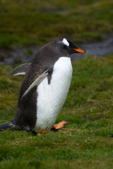 South Georgia. Stromness. Gentoo penguin (Pygoscelis papua)