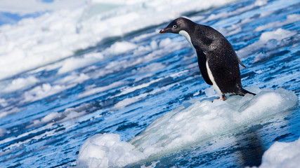 Antarctica. Adelie Penguin on a piece of sea ice. © Janet Muir/Danita Delimont