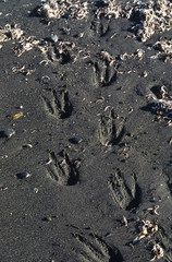 Southern Ocean, South Georgia Island. Tracks of a King Penguin (Aptenodytes patagonicus) in sand