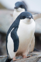 Antarctica. Petermann Island. Juvenile Adelie penguin (Pygoscelis adeliae)