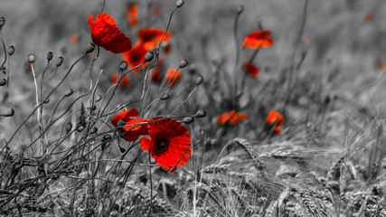 poppy in the field