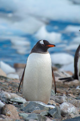 Antarctica. Neko Harbor. Gentoo Penguin (Pygoscelis papua) colony.