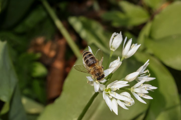 Honigbiene aneiner Bärlauchblüte, Apis mellifera