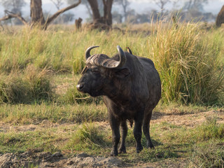 Africa, Zambia. Cape buffalo male close-up.