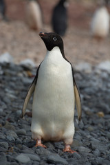 Obraz premium Antarctica. Brown Bluff. Adelie penguins (Pygoscelis adeliae)