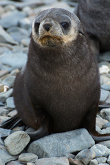 Obraz premium South Georgia. Stromness. Antarctic fur seal (Arctocephalus gazella) pup.