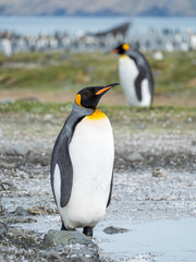 King Penguin (Aptenodytes patagonicus) on the island of South Georgia, rookery in St. Andrews Bay.