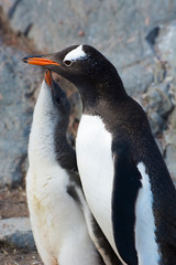 Antarctica. Neko Harbor. Gentoo Penguin (Pygoscelis papua) colony. Penguin feeding its chick.