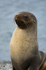 Fototapeta premium South Georgia. Stromness. Antarctic fur seal (Arctocephalus gazella).