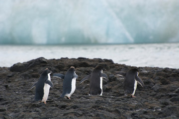 Antarctica. Brown Bluff. Line of juvenile Adelie penguins (Pygoscelis adeliae) walking on a rock.