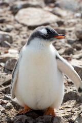 Fototapeta premium Antarctica. Neko Harbor. Gentoo Penguin (Pygoscelis papua) colony. Penguin chick.