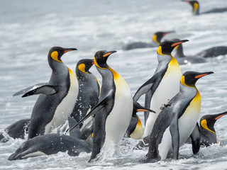 Obraz premium King Penguin (Aptenodytes patagonicus) on the island of South Georgia, the rookery on Salisbury Plain in the Bay of Isles. Adults coming ashore.