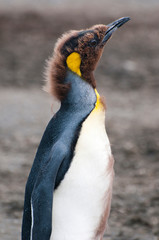 South Georgia. Salisbury Plain. King penguins (Aptenodytes patagonicus).