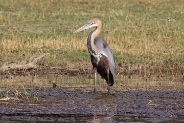 A Goliath Heron, (Ardea goliath) stands in the Zambezi river looking for food, Zimbabwe, Africa.