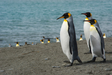 Fototapeta na wymiar South Georgia. Saint Andrews. King penguins on the beach.