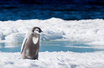 Obraz premium Cape Washington, Antarctica. An Emperor penguin chick with heart on its chest walks on the ice.