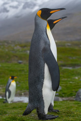 Fototapeta premium South Georgia. Saint Andrews. King penguin (Aptenodytes patagonicus) mated pair.