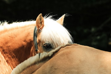 Kecker Blick von einem Haflinger