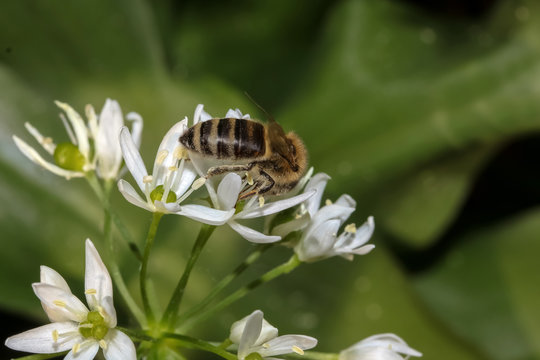 Honigbiene aneiner Bärlauchblüte, Apis mellifera