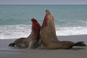 Fototapeta premium UK Territory, South Georgia Island. Two bull elephant seals fight for dominance on seashore. 
