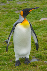 Fototapeta premium South Georgia. Saint Andrews. King penguin (Aptenodytes patagonicus).