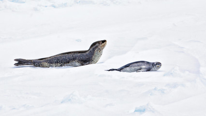 Antarctica. Leopard Seal and Pup.