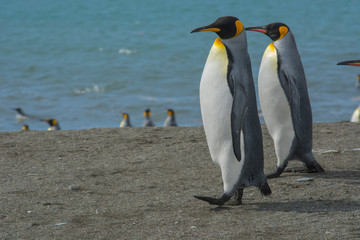 Fototapeta na wymiar South Georgia. Saint Andrews. King penguins on the beach.