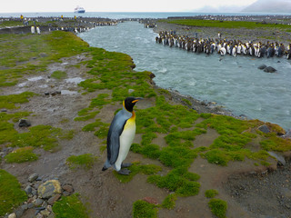 South Georgia. Saint Andrews. King penguin and a fast moving stream.