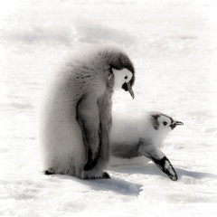 Cape Washington, Antarctica. Emperor Penguin Chicks. High Key, soft focus. © Janet Muir/Danita Delimont