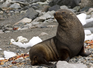 Antarctic fur seal on beach in Antarctica